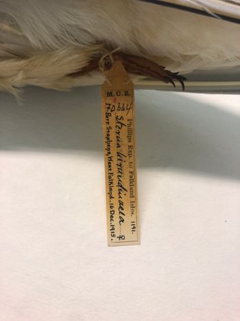 Media type: image;   Ornithology 70664 Description: Image of specimen label - front. label included with specimen. information from label transcribed into database.;